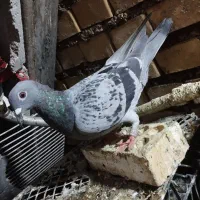 چند تا کبوتر