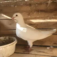 کله اسبی، متن بخون