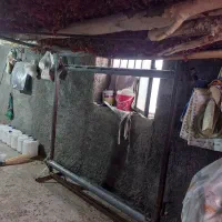 دار قالی|ماشینآلات صنعتی|بیرجند, |دیوار