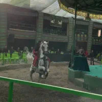 سیلمی کورد فروشی