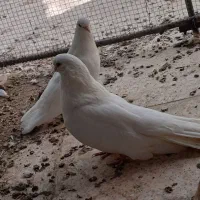 جفت سفید بلند