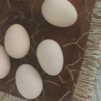 تخم نطفه دار برهما اصل خروس لاری برهمای اصل