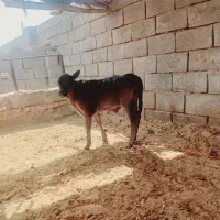 گوساله نر