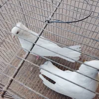 کبوتر سفید تهرانی