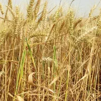 بذر گندم فرانسوی