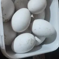تخم غاز قو غاز نطفه دار تازه
