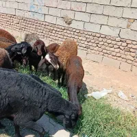 فروش کاور های افشاری