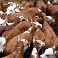 فروش گوساله سیمینتال،هولشتاین و...
