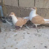 کفتر پلاس