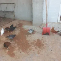 جوجه محلی