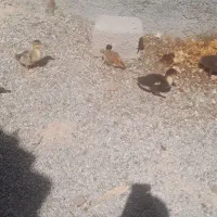 جوجه مرغ مرغابی