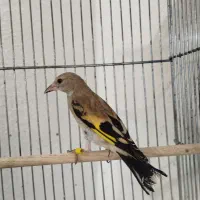 جوجه سهره کال