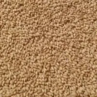 گندم دیم  بوجاری شده مخصوص بذر  رقم هشترود