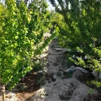 باغ ۵۰۰متری دور دیوار معاوضه با ماشین