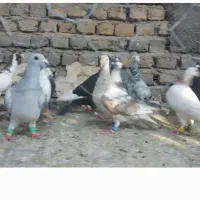 17عددکفتر