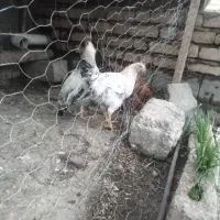 خروس وفریح