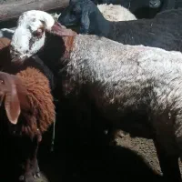 قوچ