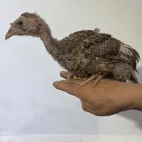 فروش بوقلمون 50 روزه