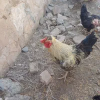 خروس|حیوانات مزرعه|چناران, |دیوار