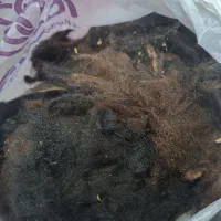 پشم گوسفندی قزل افشار