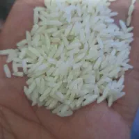فروش برنج عطری هاشمی گیلان درجه ۱