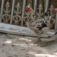 مرغ گلین