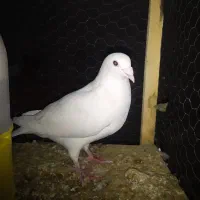 کبوتر کفتر سفید ماده
