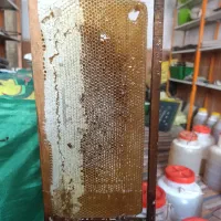 عسل طبیعی خار شتر