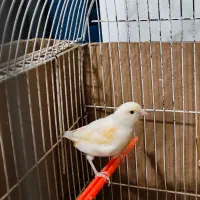 قناری نر و ماده
