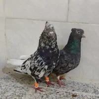 دو جفت کوهی دم سفید