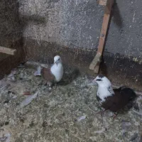 کلاغ کربلایی. دم سفید