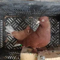 کبوتر سینه دم سفید پلاکی غوره ای شهری