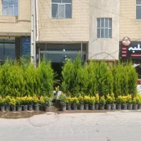 کاج لاوسون زیر قیمت