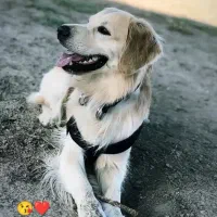 واگذاری سگ گلدن رتریور طلای اصل