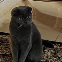 گربه اسکاتیش ماده