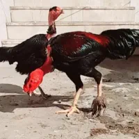 جوجه لاری ماداگاسکار