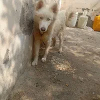 واگذاری سگ هاسکی