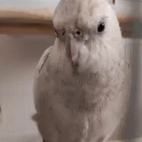 فروش عروس هلندی