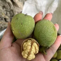خریدار گردو