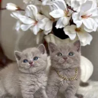 مایا پت