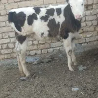 گاو گوساله گوساله مونت درجه یک