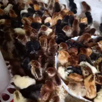 جوجه دورگه گلپایگان