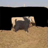 بزغاله نر چاق