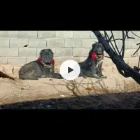 نروماده گله ای ادمی