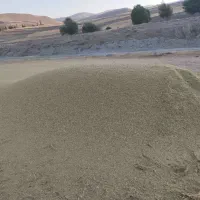 کاه عدس