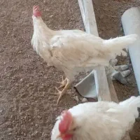 خروس سرحال