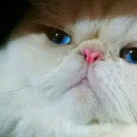 گربه