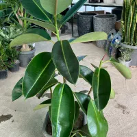حراج فیکوس درختچه ای ۶۵۰-۷۵۰