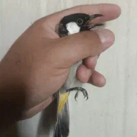 قناری