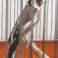 سهره جوجه قفس جفتی